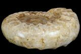 Huge, Jurassic Ammonite Fossil - Madagascar #137865-1
